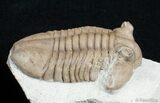 Molting Asaphus Cornutus Trilobite #2791-2